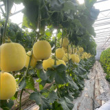 Pale Yellow Crispy Melon, Pear-Shaped