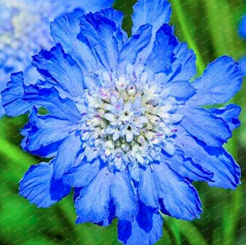 Scabiosa Flower Plantas Perennial Home Garden Decoration Seed (Color: Blue)