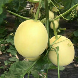 Pale Yellow Crispy Melon, Pear-Shaped