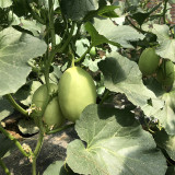 Qingshami Muskmelon Seeds