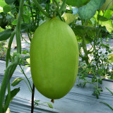 Qingshami Muskmelon Seeds