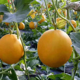 Jinxiangyu Muskmelon Seeds