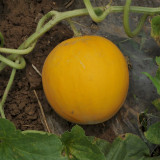 Jinxiangyu Muskmelon Seeds