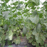 Qingshami Muskmelon Seeds