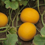 Jinxiangyu Muskmelon Seeds