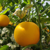 Jinxiangyu Muskmelon Seeds