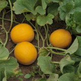 Jinxiangyu Muskmelon Seeds