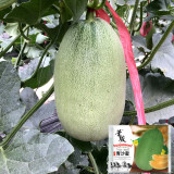 Qingshami Muskmelon Seeds