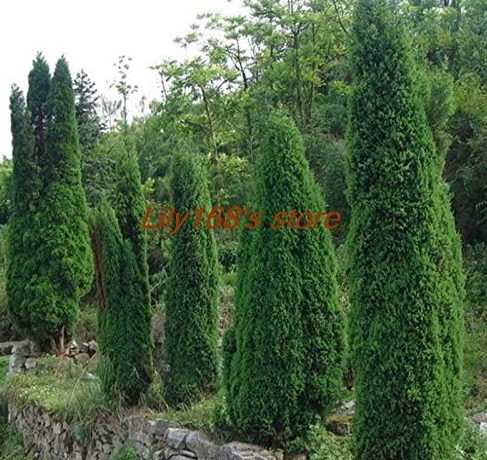 Cypress Bonsai, Roads Green Plants Vertical Beautiful Seeds