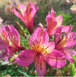 Peruvian Lily Seed Alstroemeria Flower Plant Mix-Color