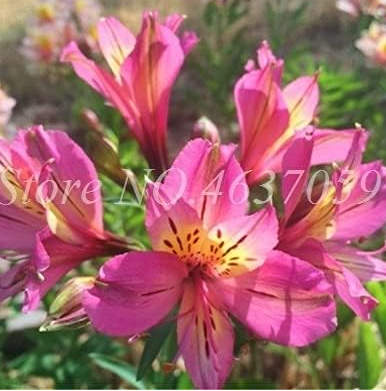 Peruvian Lily Seed Alstroemeria Flower Plant Mix-Color