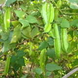 Winged Bean Seeds, Psophocarpus tetragonolobus