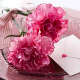 Elegant Light Red Edge Carnation Seed Perennial Dianthus Caryophyllus