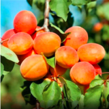 Perennial Fruit Tree Seeds Apricot
