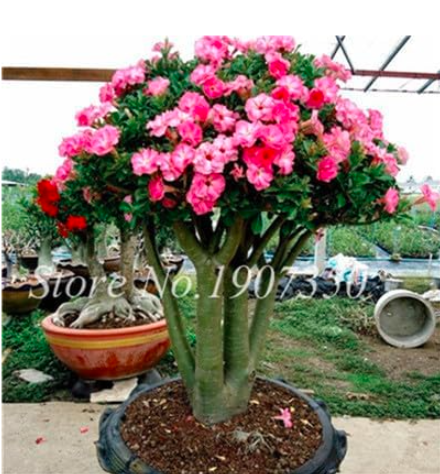 Desert Rose Flower Seed (Color: 9)