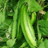 Winged Bean Seeds, Psophocarpus tetragonolobus