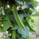 Winged Bean Seeds, Psophocarpus tetragonolobus