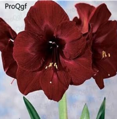 Amaryllis Bulbs Hippeastrum Flower Bulb