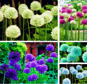 Giant Allium Giganteum Mixed Seeds
