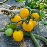 ‘Yellow Millennium’ Cherry Tomato Seeds