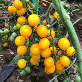 ‘Yellow Millennium’ Cherry Tomato Seeds