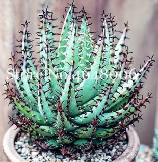 Aloe Vera Seed Rare Succulent Lucky Aloe Indoor
