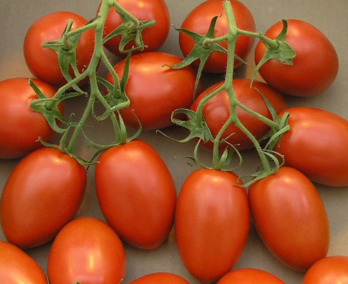 Roma VF Tomato Seeds