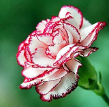Carnation Seeds Flower Seeds