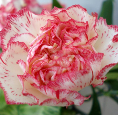 Carnation Seeds Flower Seeds
