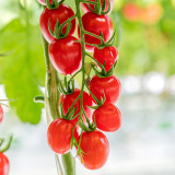 'Red Millennium' Cherry Tomato Seeds