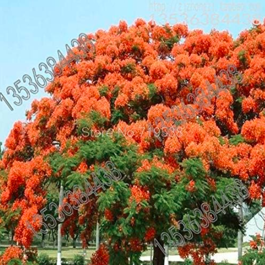 Ying safflower Seeds, poinciana Goldilocks plump ripe Seed