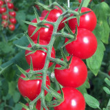 'Red Millennium' Cherry Tomato Seeds