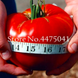 Giant Big Tomato Seeds (Color: 2)