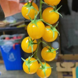 ‘Yellow Millennium’ Cherry Tomato Seeds