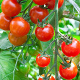 'Red Millennium' Cherry Tomato Seeds