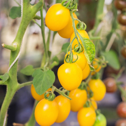 ‘Yellow Millennium’ Cherry Tomato Seeds