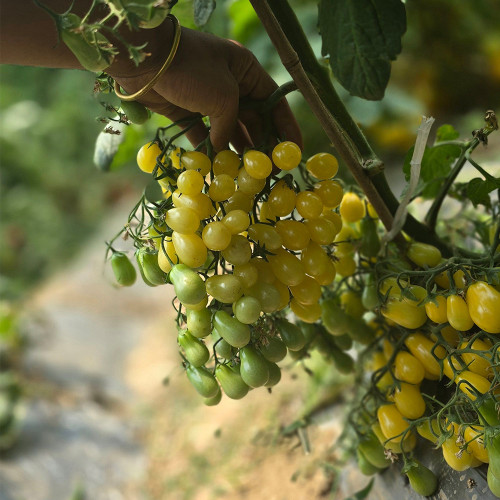 Eden No.1 Cherry Tomato Seeds