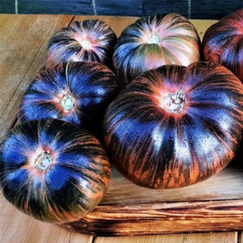 Marsha's Starfighter Beefsteak Tomato Seeds