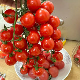 ‘Millennium’ Cherry Tomato Seeds