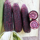Black Sweet-waxy Maize Seeds