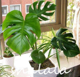 Monstera deliciosa Liebm Seed Purify Air Ornamental