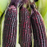 Black Sweet-waxy Maize Seeds