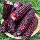 Black Sweet-waxy Maize Seeds