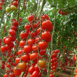 ‘Millennium’ Cherry Tomato Seeds