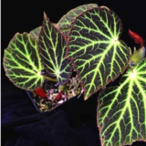 Beautiful Begonia, Rare Begonia Seeds