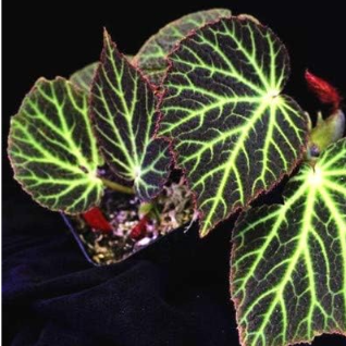 Beautiful Begonia, Rare Begonia Seeds