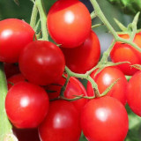 ‘Millennium’ Cherry Tomato Seeds