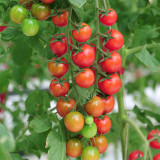 ‘Millennium’ Cherry Tomato Seeds