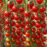 ‘Millennium’ Cherry Tomato Seeds