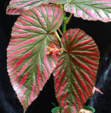 Beautiful Begonia Seeds, Rare Begonia Seed Flower